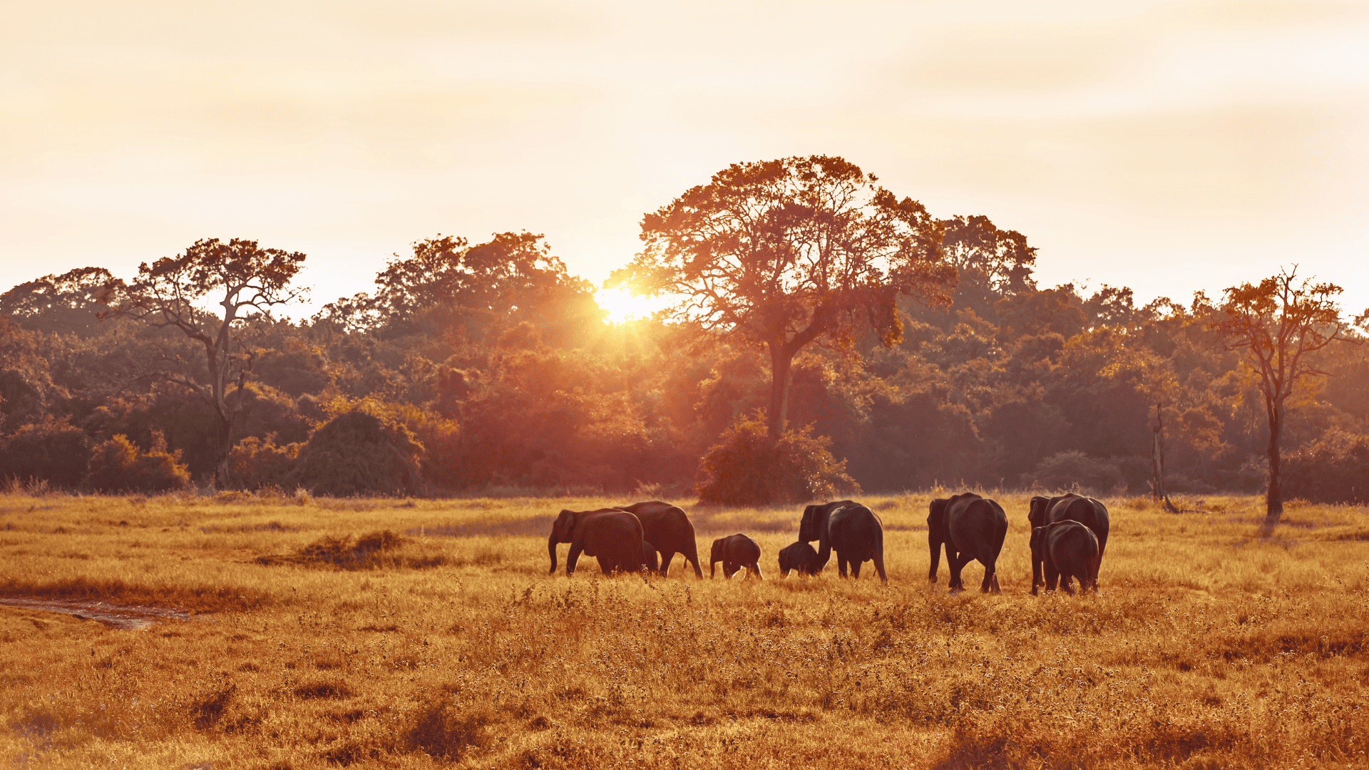Classroom Without Walls